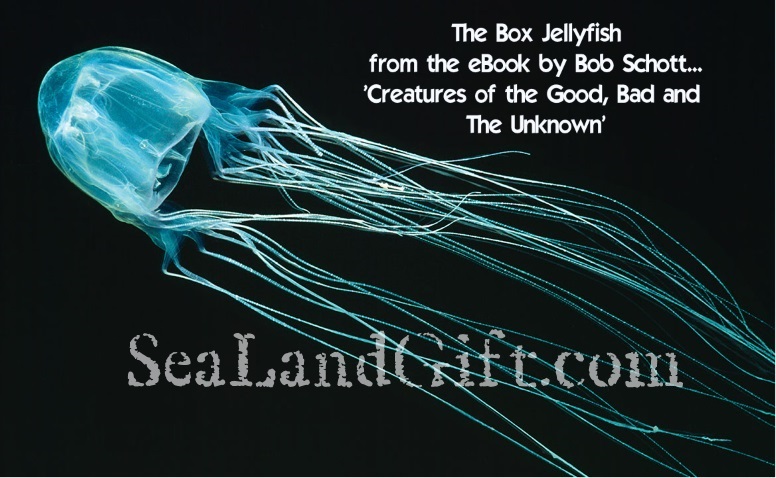 The Box Jellyfish true story